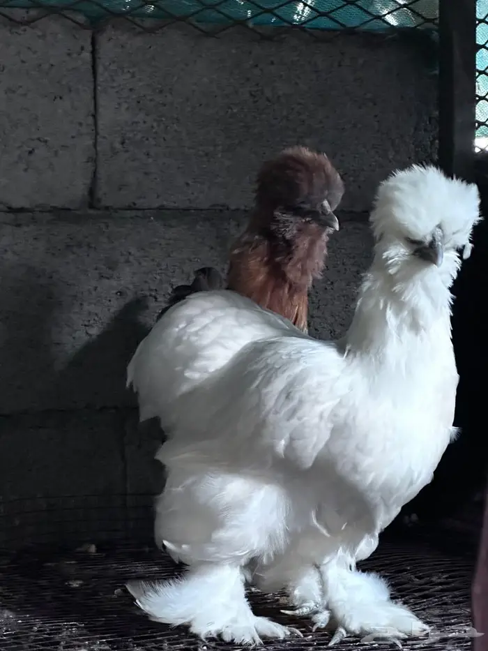 ملتحي نوادر النوادر- الباحة 1