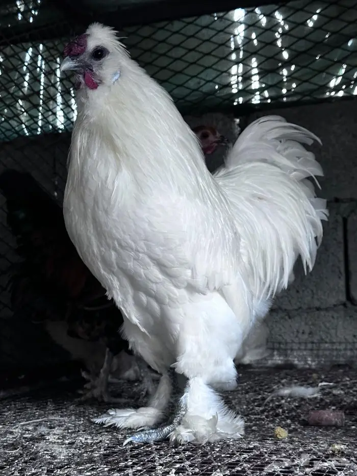 ملتحي نوادر النوادر- الباحة 0