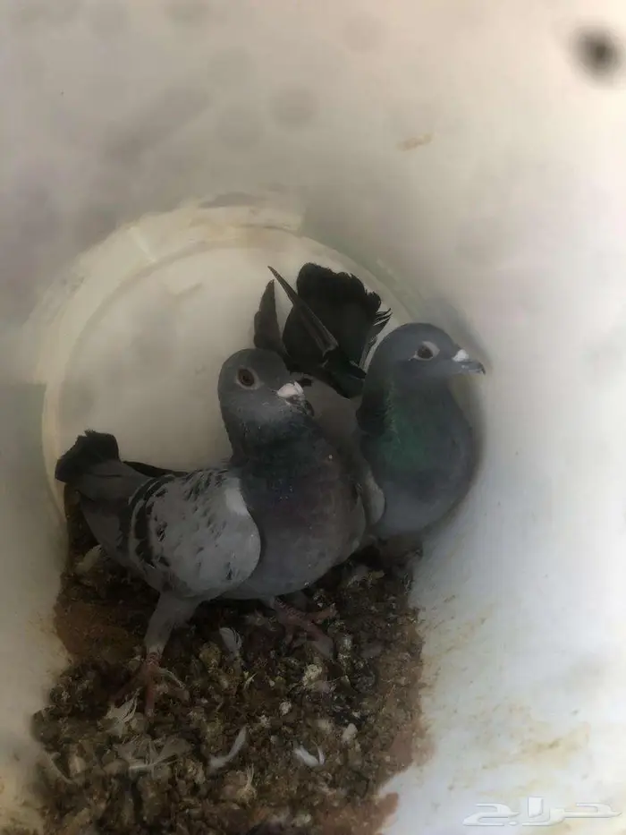 فروخ حمام زاجل مذبوح جاهز مشحمات شي طيب 3