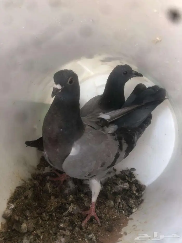 فروخ حمام زاجل مذبوح جاهز مشحمات شي طيب 0