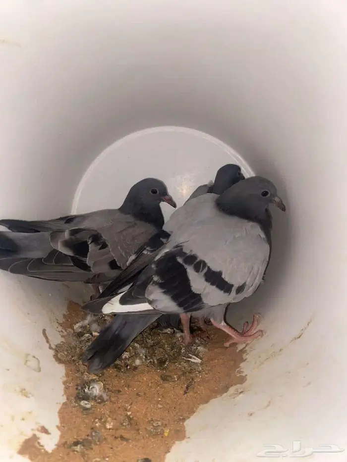 فروخ حمام زاجل مذبوح جاهز مشحمات شي طيب 2