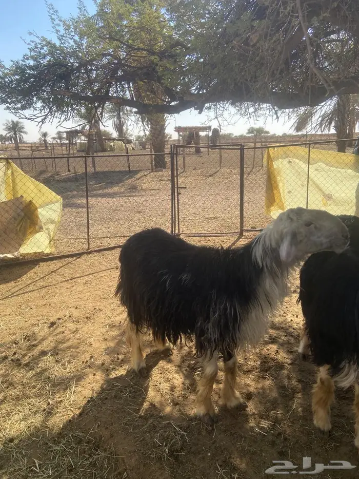 فحل نجدي شرط صحه وقريع 1