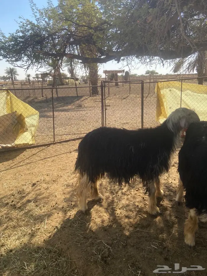 فحل نجدي شرط صحه وقريع 0