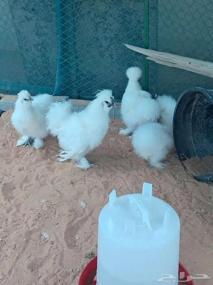 طقم دجاج قطني 0