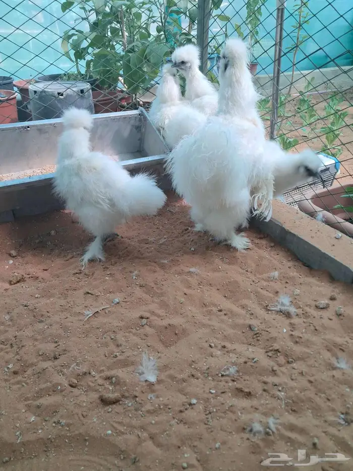 طقم دجاج قطني 1