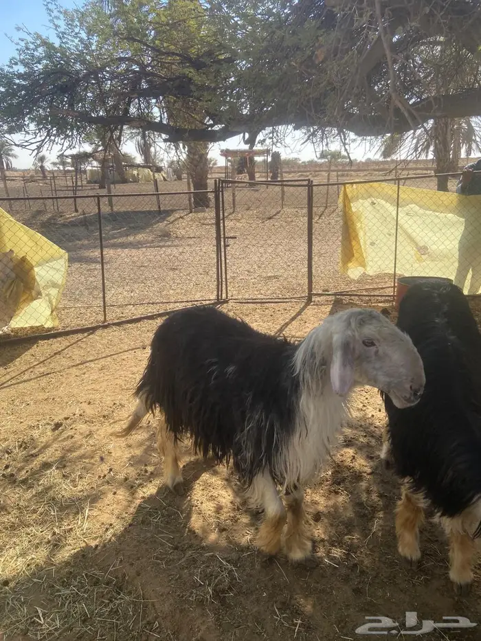 فحل نجدي شرط صحه وقريع 2