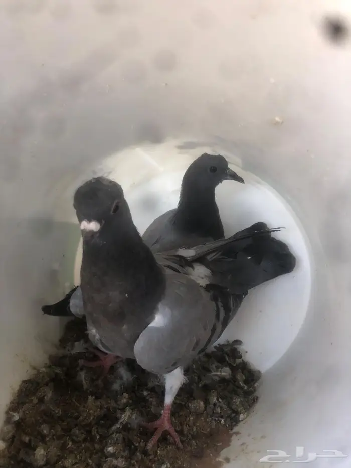 فروخ حمام زاجل مذبوح جاهز مشحمات شي طيب 3