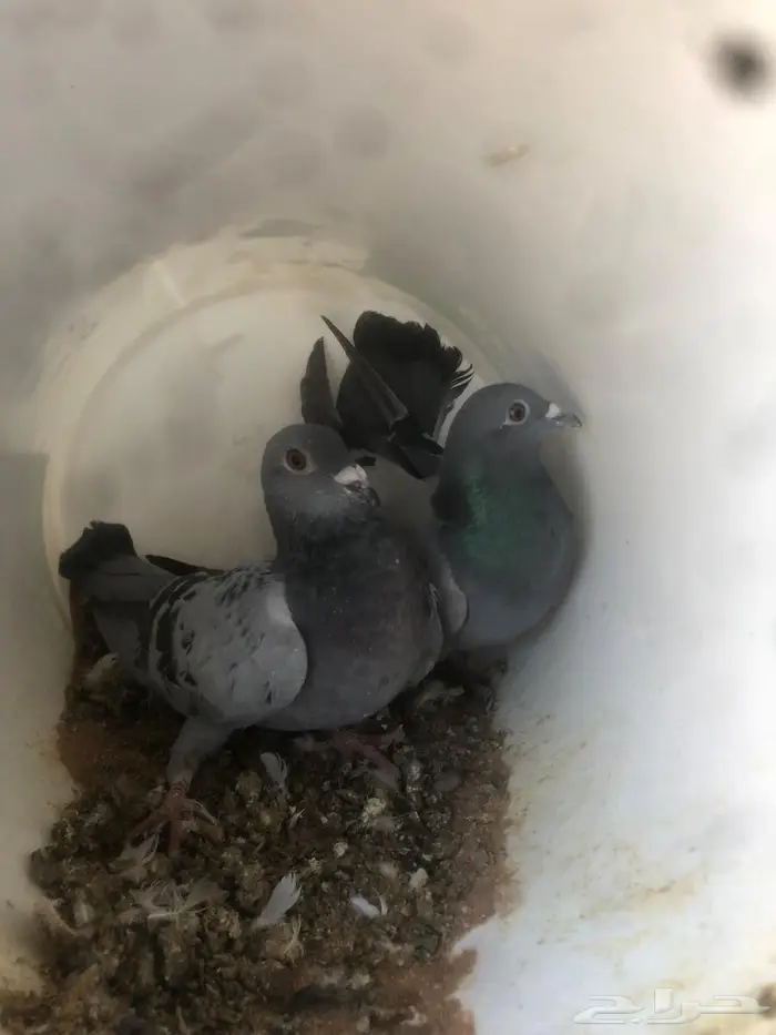 فروخ حمام زاجل مذبوح جاهز مشحمات شي طيب 0
