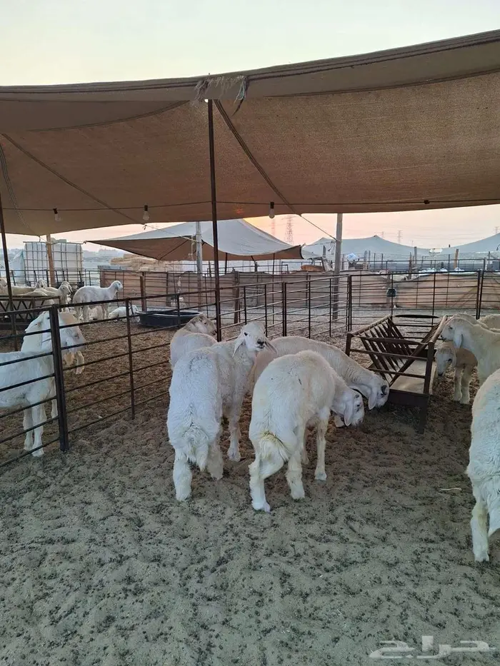 ذبايح حري نعيم تيوسر . 4