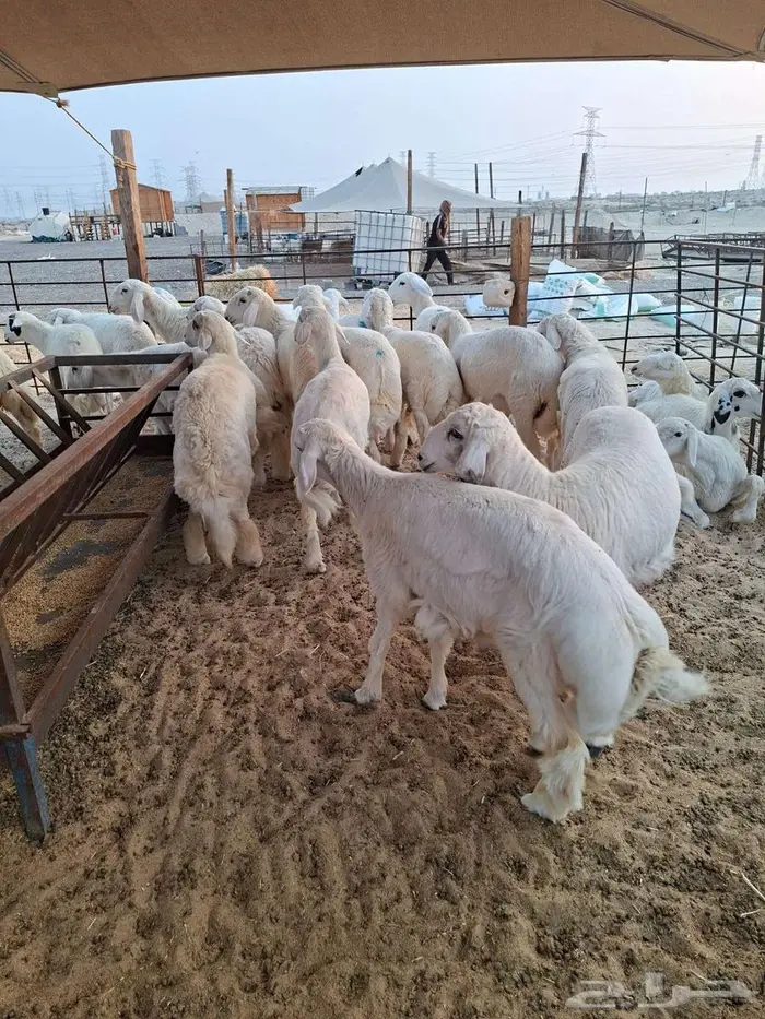 ذبايح حري نعيم تيوسر . 0