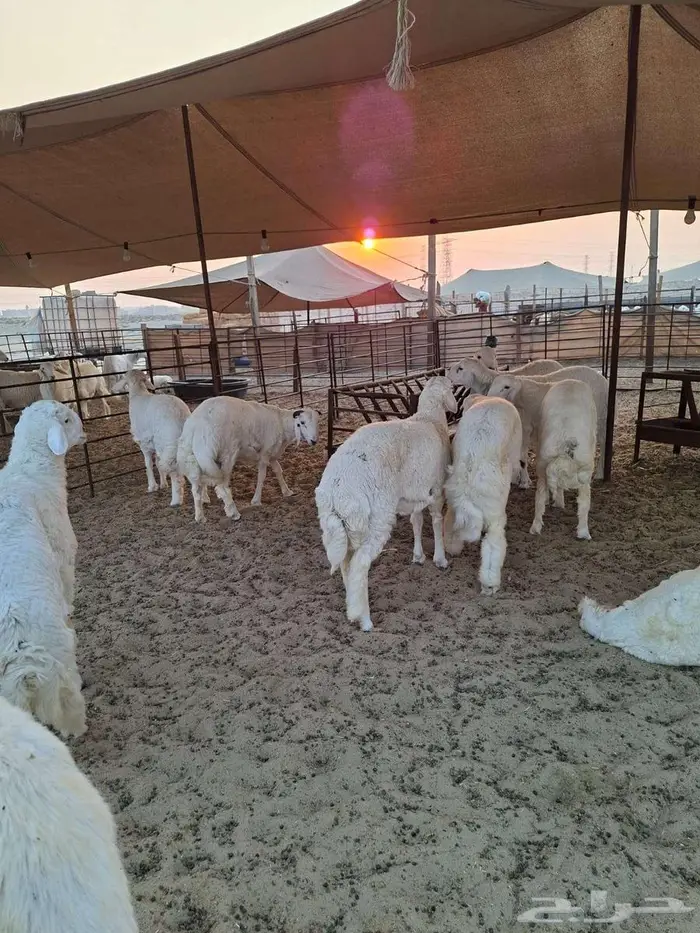 ذبايح حري نعيم تيوسر . 7