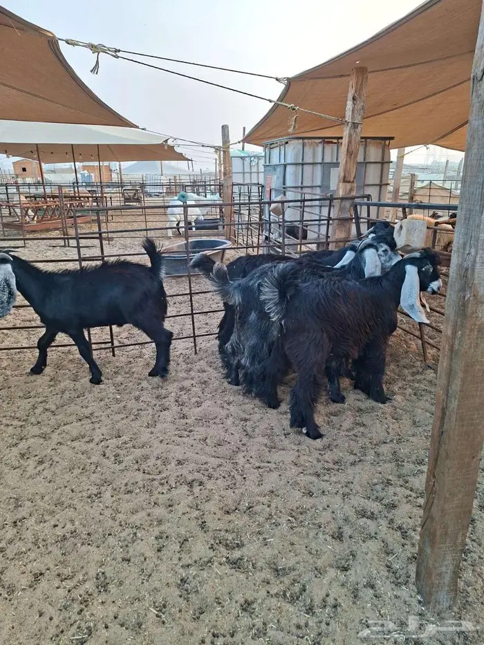 ذبايح حري نعيم تيوسر . 6