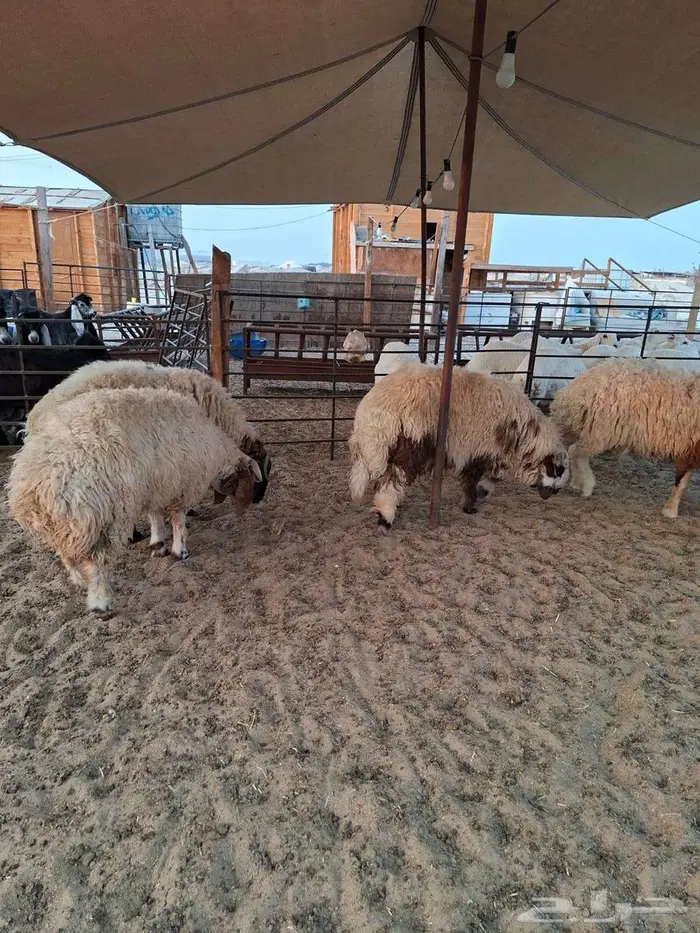 ذبايح حري نعيم تيوسر . 11