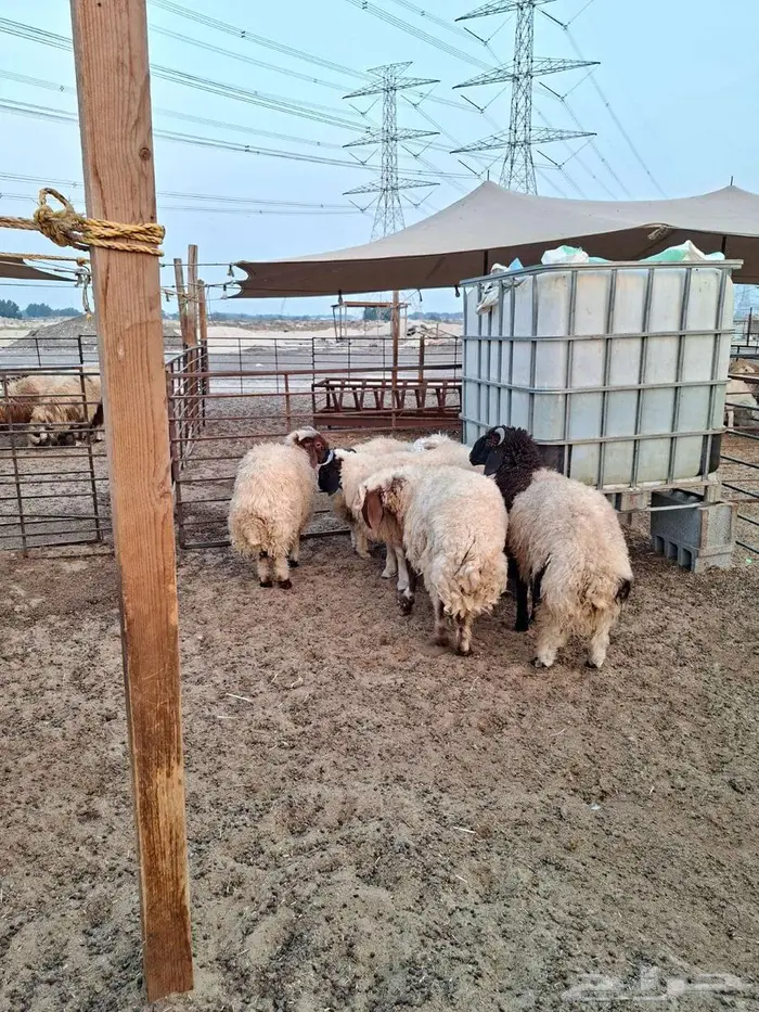 ذبايح حري نعيم تيوسر . 2