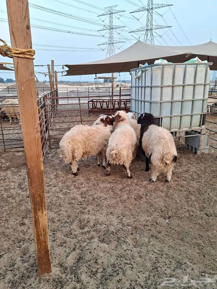 ذبايح حري نعيم تيوسر . 1