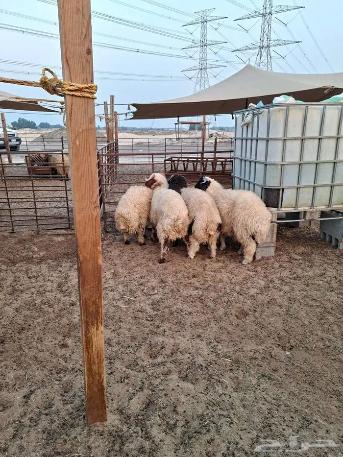 ذبايح حري نعيم تيوسر . 3