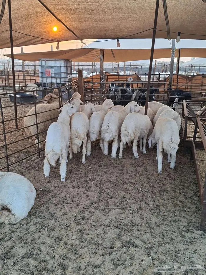 ذبايح حري نعيم تيوسر . 8