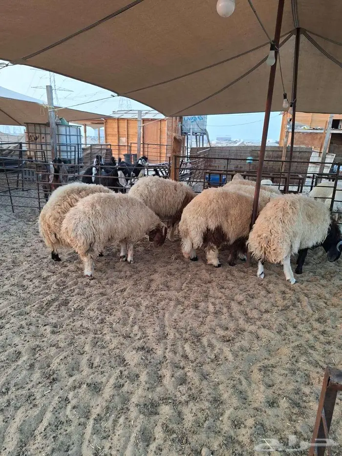 ذبايح حري نعيم تيوسر . 14