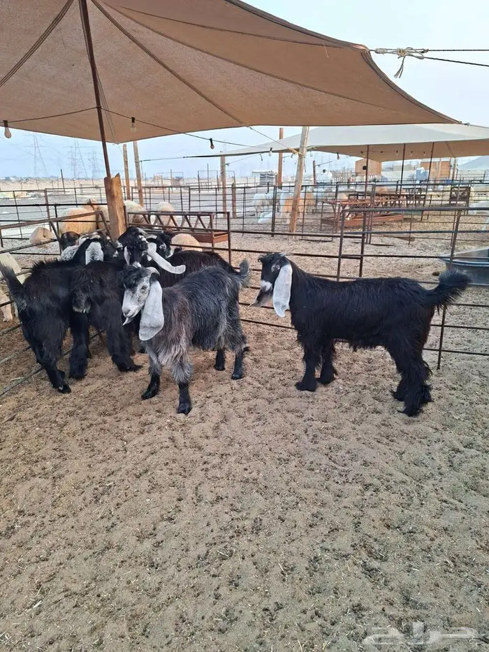 ذبايح حري نعيم تيوسر . 9