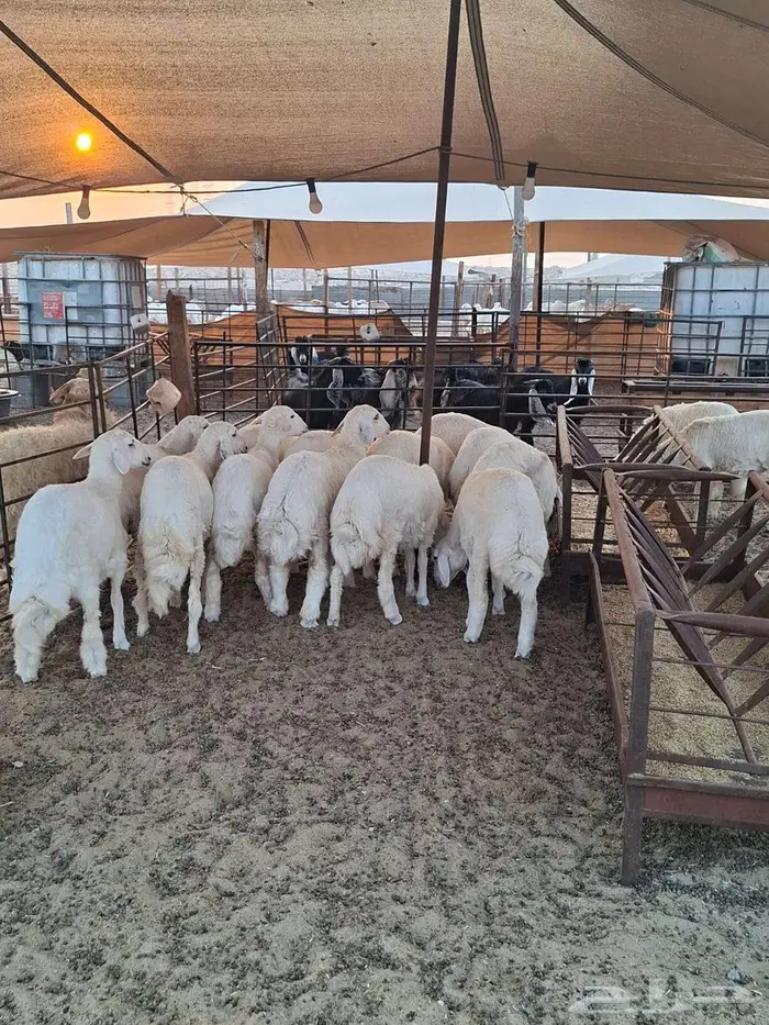 ذبايح حري نعيم تيوسر . 10