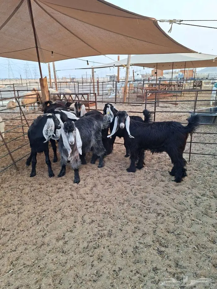 ذبايح حري نعيم تيوسر . 12