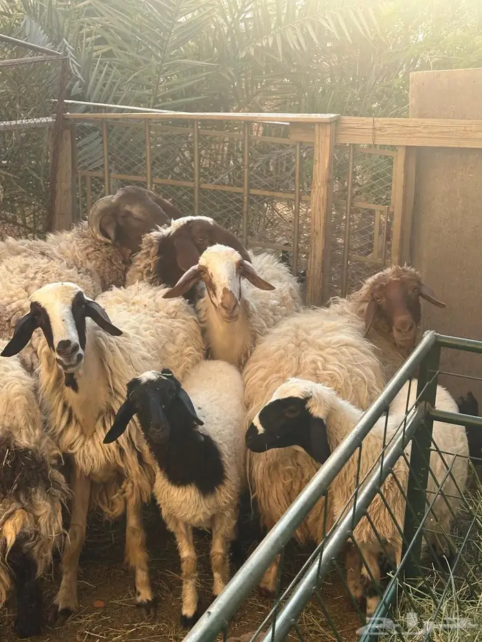 نعيمي خروف 1