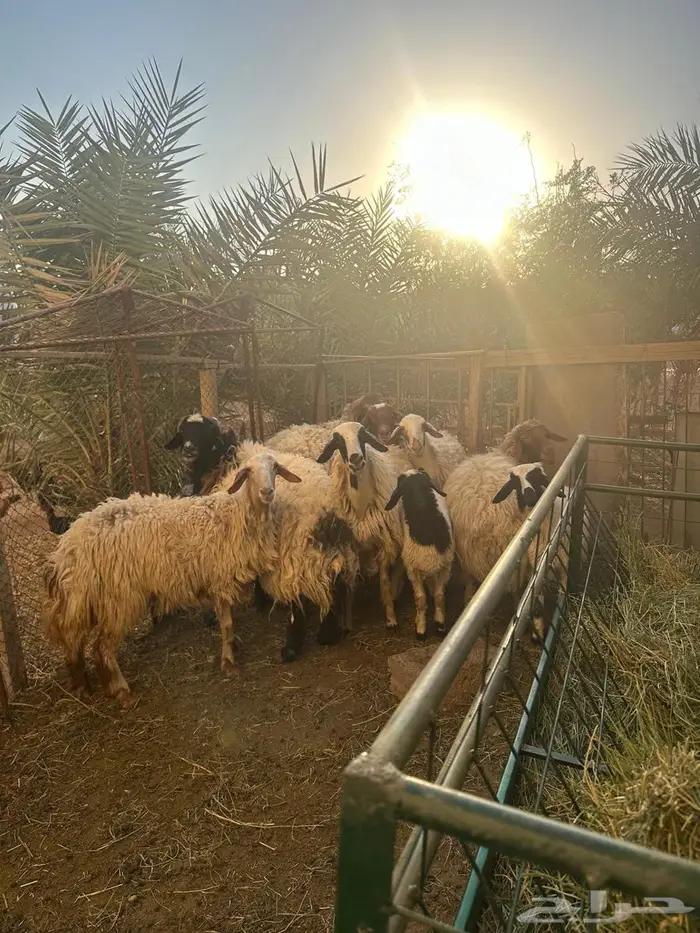 نعيمي خروف 4