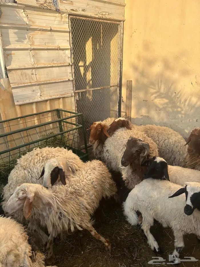 نعيمي خروف 3