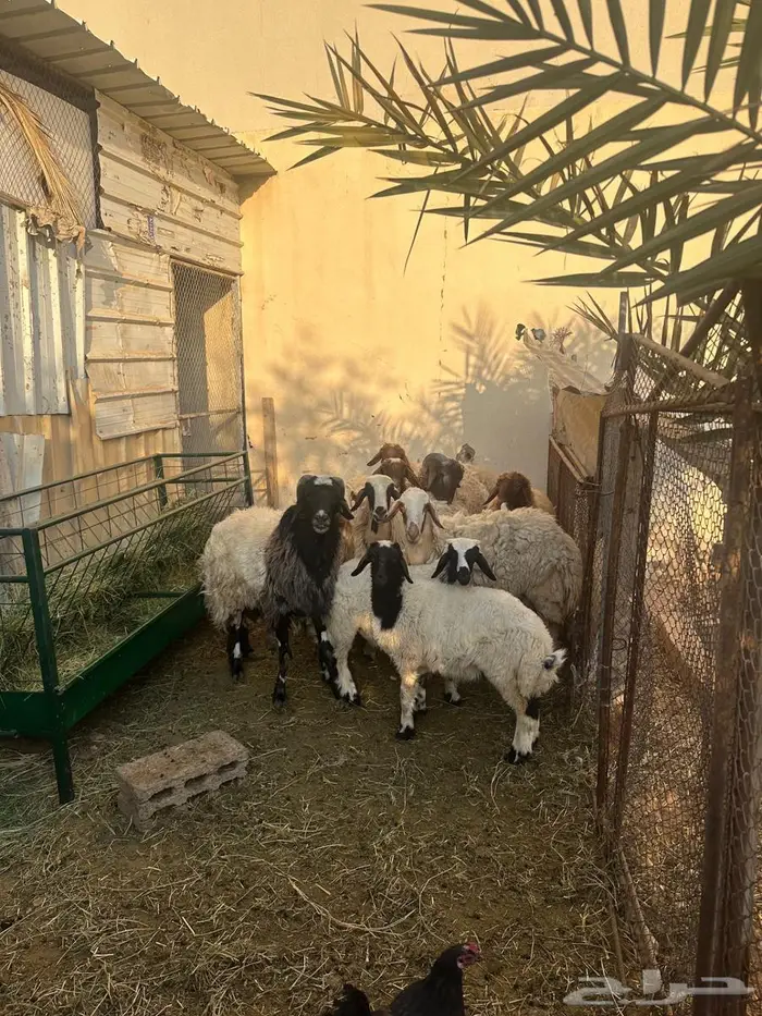 نعيمي خروف 2