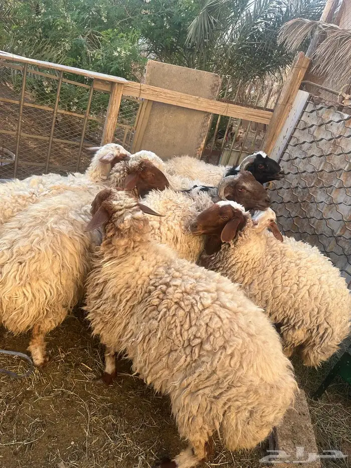 نعيمي خروف 7