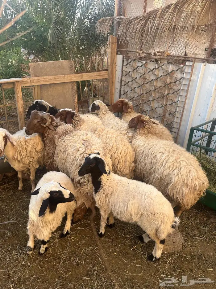 نعيمي خروف 6