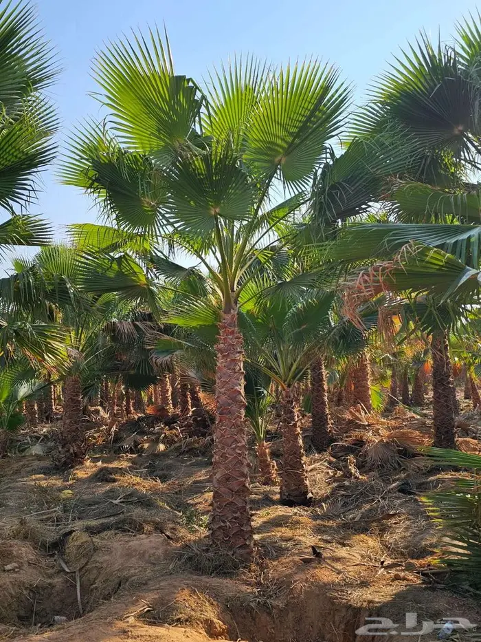 نخل واشنطني 3