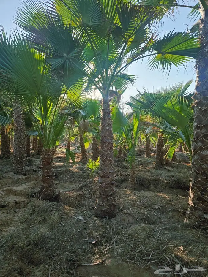 نخل واشنطني 2