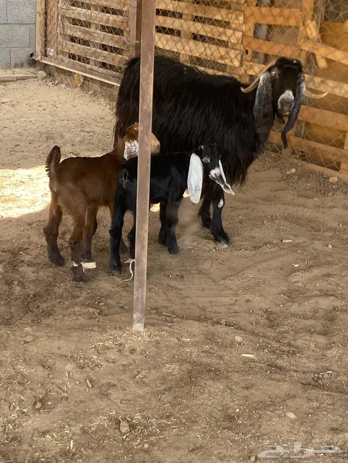 عنزين متاويم 0