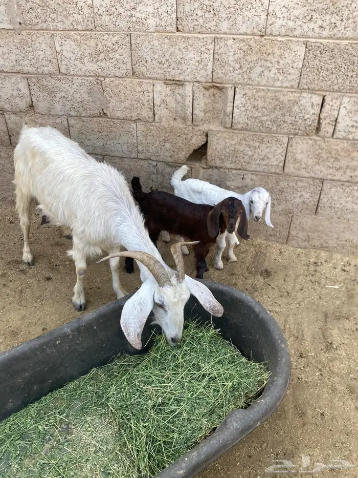 عنزين متاويم 1