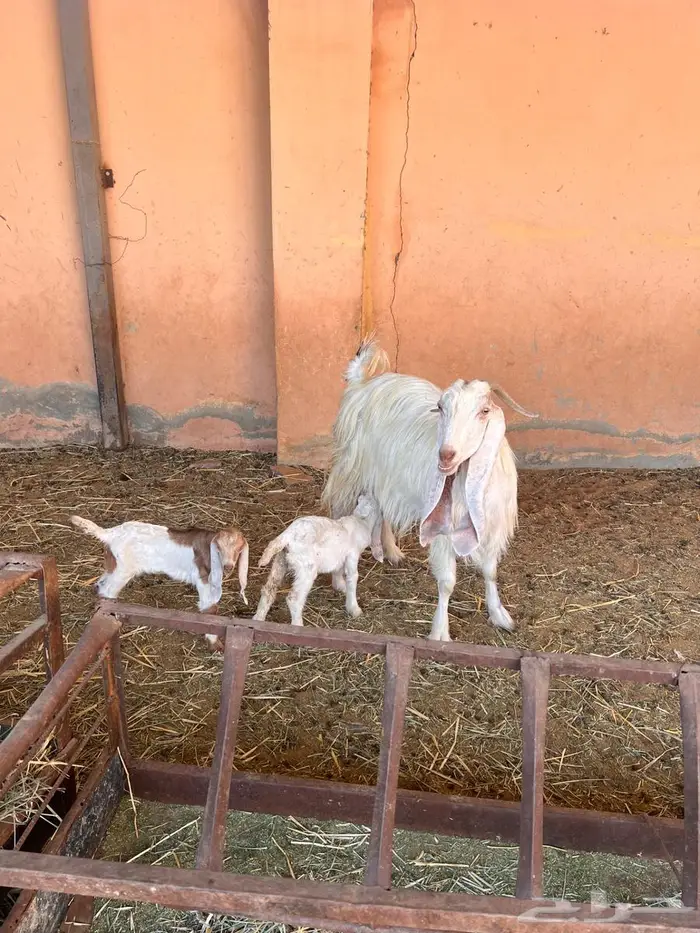 معزاء متاومه طيبه 3