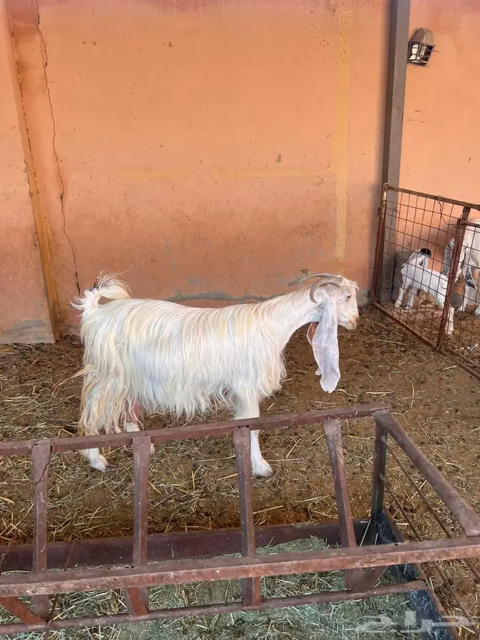 معزاء متاومه طيبه 4