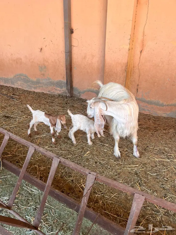 معزاء متاومه طيبه 5