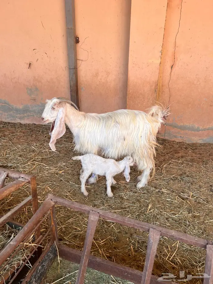 معزاء متاومه طيبه 6