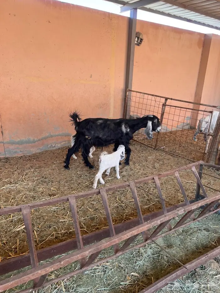 معزاء متاومه طيبه 2