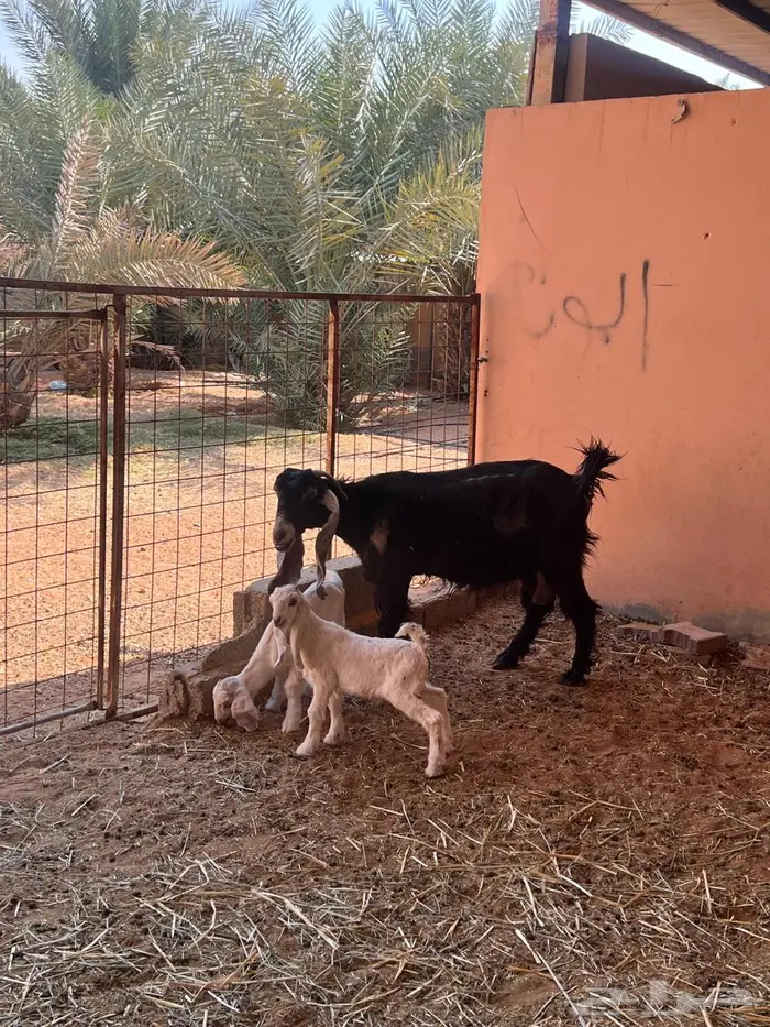 معزاء متاومه طيبه 0