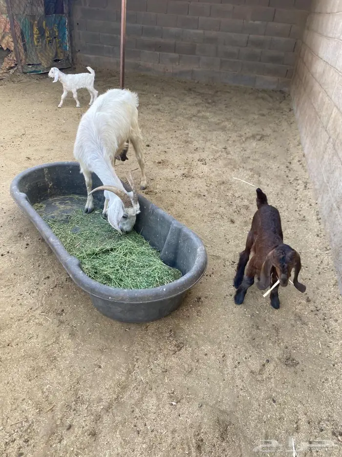 عنزين متاويم 3