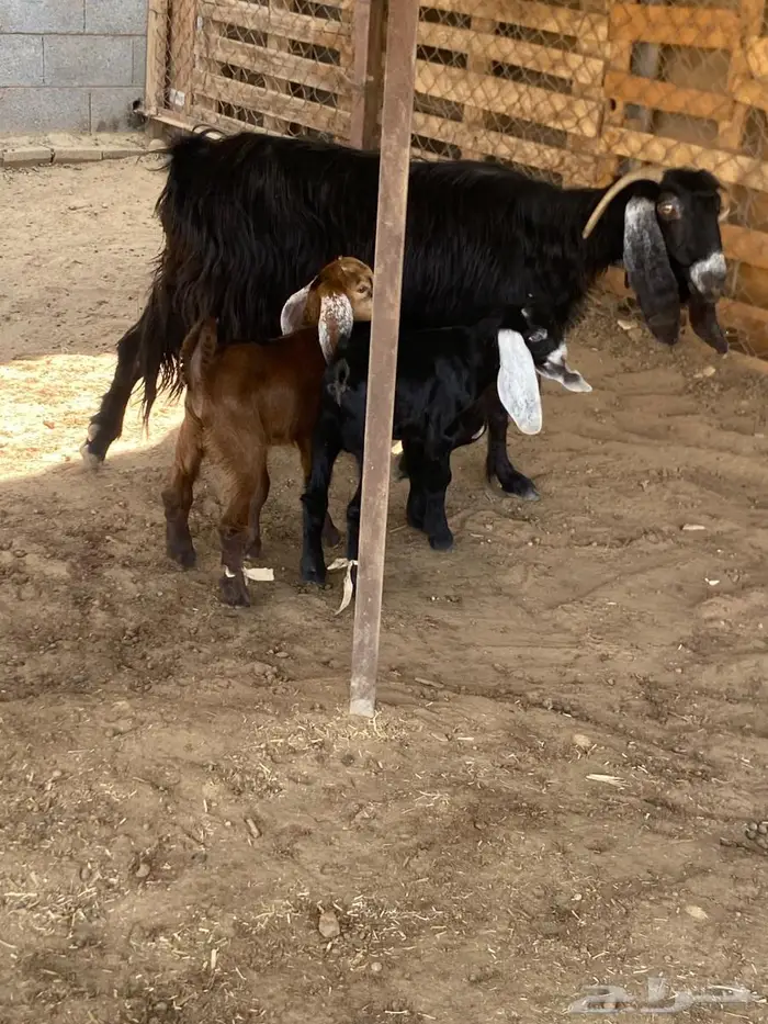 عنزين متاويم 2