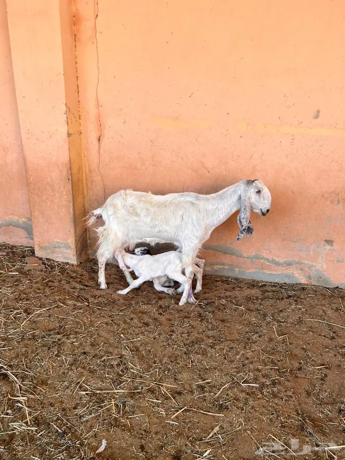 معزاء متاومه طيبه 8