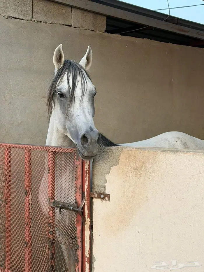 حصان ولد مرجان الزبير 1