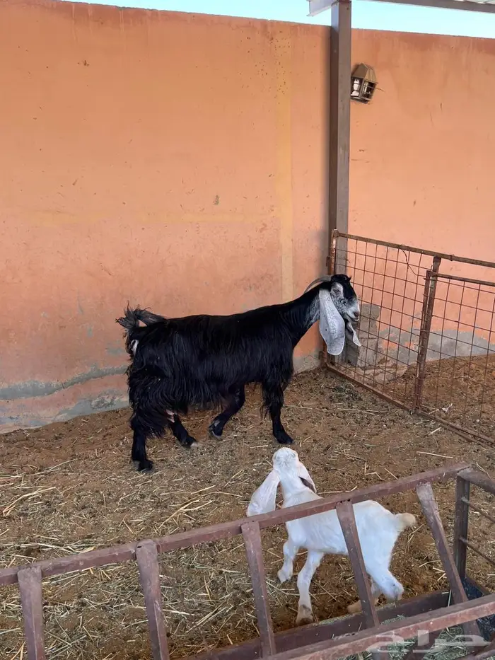 معزاء متاومه طيبه 12