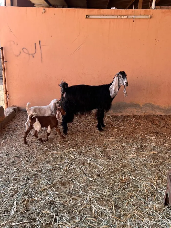 معزاء متاومه طيبه 14