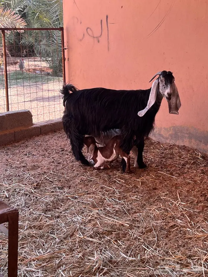 معزاء متاومه طيبه 13