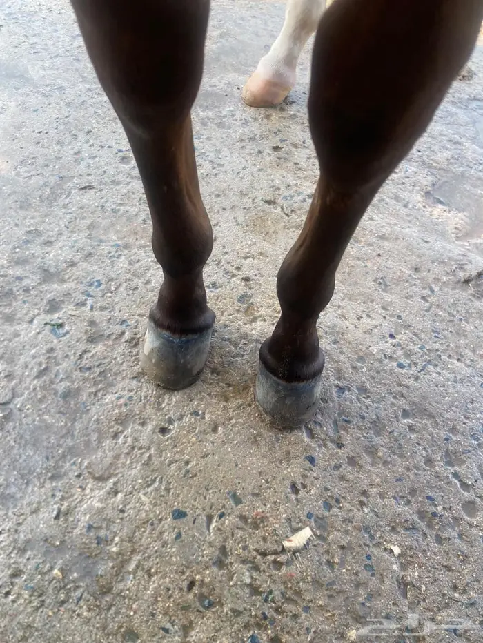 مهره واهو فخرة 3