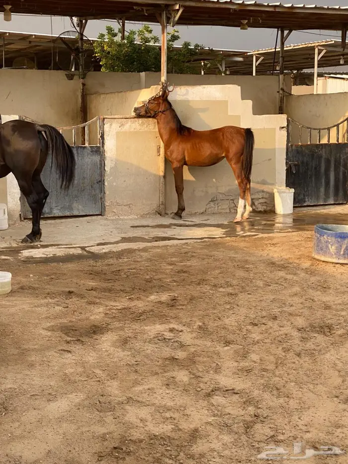 مهره واهو فخرة 2